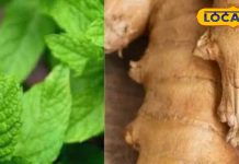 सर्दी-जुकाम, पाचन और कमजोर इम्यूनिटी को बूस्ट करता है ये देसी नुस्खा, शरीर की हर एक नस को मिलती है राहत!