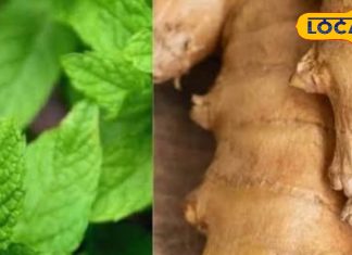 सर्दी-जुकाम, पाचन और कमजोर इम्यूनिटी को बूस्ट करता है ये देसी नुस्खा, शरीर की हर एक नस को मिलती है राहत!