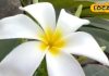 Champa Flower: मां लक्ष्मी के इस प्रिय फूल से आपके घर मेंं होगी पैसों की बारिश, दूर होगी निगेटिविटी, सिरदर्द में भी है कारगर
