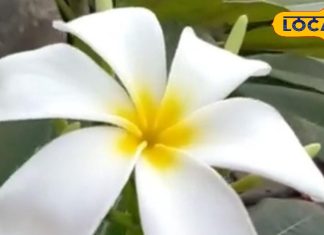 Champa Flower: मां लक्ष्मी के इस प्रिय फूल से आपके घर मेंं होगी पैसों की बारिश, दूर होगी निगेटिविटी, सिरदर्द में भी है कारगर