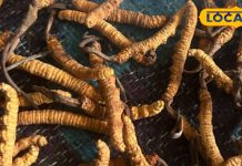 सोने से कम नहीं है हिमालय की ये जड़ी-बूटी…कीमत 50 लाख/किलो! फायदे कर देंगे हैरान