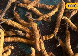 सोने से कम नहीं है हिमालय की ये जड़ी-बूटी…कीमत 50 लाख/किलो! फायदे कर देंगे हैरान