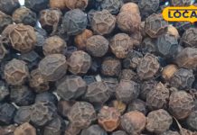 औषधीय गुणों का भंडार है काली मिर्च, इन बीमारियों को दूर करने में है सहायक