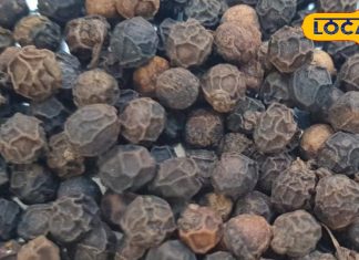 औषधीय गुणों का भंडार है काली मिर्च, इन बीमारियों को दूर करने में है सहायक