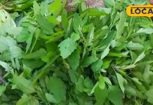 पथरी और शरीर की गांठ को खत्म करता है यह साग, सर्दियों में जरूर करें सेवन, जूस भी है फायदेमंद