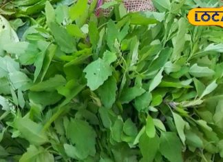 पथरी और शरीर की गांठ को खत्म करता है यह साग, सर्दियों में जरूर करें सेवन, जूस भी है फायदेमंद