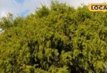 यह है राजस्थान का राज्य पेड़, औषधीय गुणों से भरपूर, भगवान शिव का होता है वास