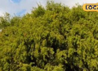 यह है राजस्थान का राज्य पेड़, औषधीय गुणों से भरपूर, भगवान शिव का होता है वास