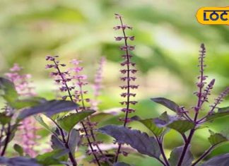 सर्दियों में इन खास पत्तों को चबाकर सेहत का रखें ख्याल, पेट की बीमारी और खांसी-जुकाम हो जाएगा छूमंतर – Bharat.one हिंदी