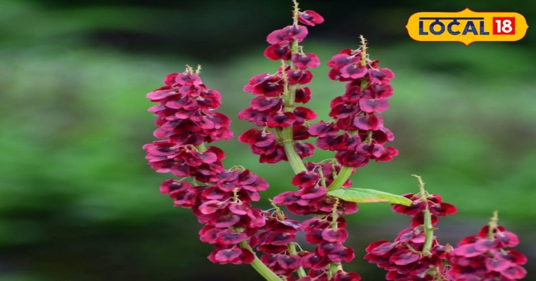 हिमालयी क्षेत्रों में 2 हजार मीटर की ऊंचाई पर मिलता है ये पौधा, इन 3 बीमारियों के लिए काल – Bharat.one हिंदी