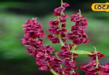 हिमालयी क्षेत्रों में 2 हजार मीटर की ऊंचाई पर मिलता है ये पौधा, इन 3 बीमारियों के लिए काल – Bharat.one हिंदी