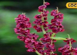 हिमालयी क्षेत्रों में 2 हजार मीटर की ऊंचाई पर मिलता है ये पौधा, इन 3 बीमारियों के लिए काल – Bharat.one हिंदी