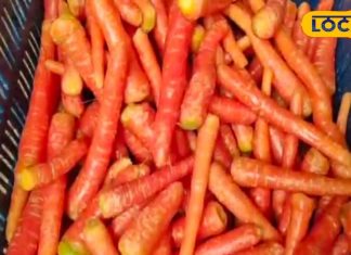 दिल के लिए बेहद फायदेमंद है सर्दियों का यह सुपरफूड, प्रतिदिन जरूर करें सेवन – Bharat.one हिंदी