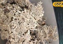 अस्थमा रोगियों के लिए रामबाण है ये फूल, स्किन को भी बनाती चमकदार – Bharat.one हिंदी