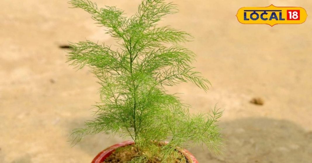 गुर्दे की पथरी के लिए रामबाण है शतावरी, जानें और फायदे – Bharat.one हिंदी