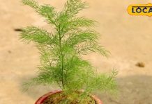 गुर्दे की पथरी के लिए रामबाण है शतावरी, जानें और फायदे – Bharat.one हिंदी