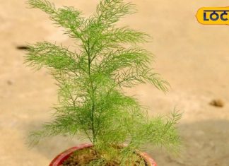 गुर्दे की पथरी के लिए रामबाण है शतावरी, जानें और फायदे – Bharat.one हिंदी