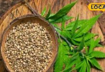 भांग के बीज के बिना अधूरा है पहाड़ी व्यंजन का स्वाद, जानें सब्जी में डालने का सही तरीका – Bharat.one हिंदी