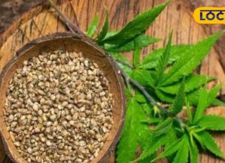 भांग के बीज के बिना अधूरा है पहाड़ी व्यंजन का स्वाद, जानें सब्जी में डालने का सही तरीका – Bharat.one हिंदी