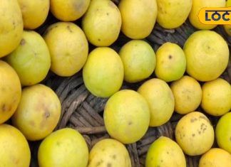 सर्दियों में इम्यूनिटी के लिए पिएं नींबू-पानी, रोज करें इसका सेवन; कोसों दूर रहेंगी बीमारियां! – Bharat.one हिंदी