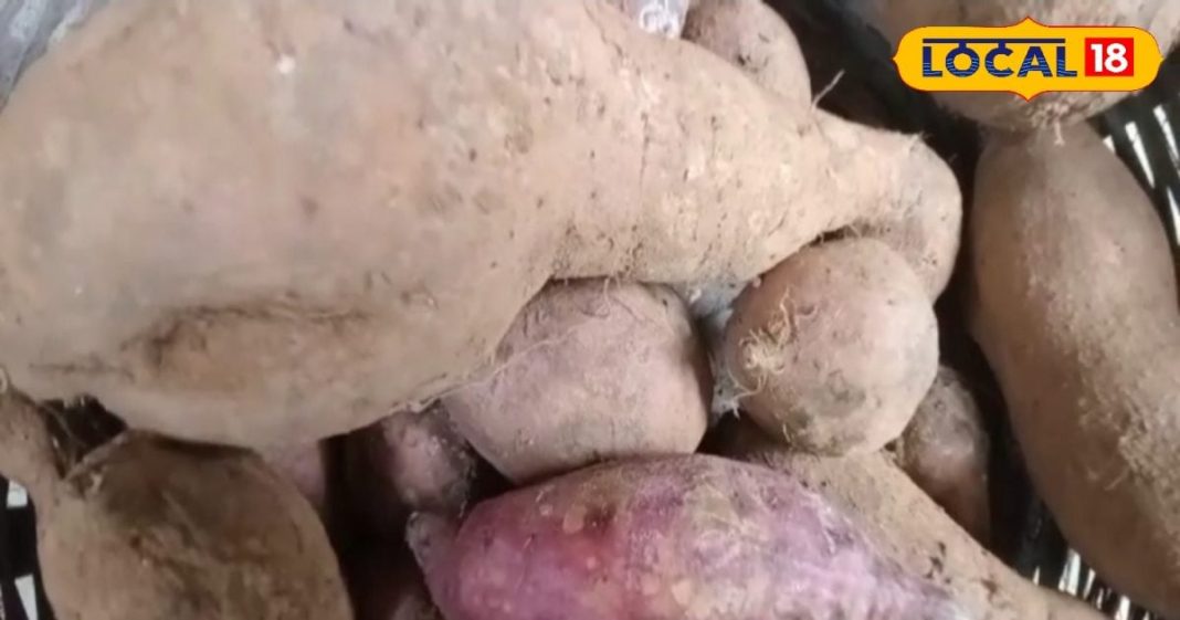 आलू जैसा दिखने वाला ये फल है कमाल, वजन कम करने के लिए फायदेमंद, हड्डियों को बनाता है मजबूत – Bharat.one हिंदी