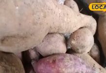 आलू जैसा दिखने वाला ये फल है कमाल, वजन कम करने के लिए फायदेमंद, हड्डियों को बनाता है मजबूत – Bharat.one हिंदी