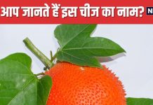 दिखने में अजीब, लेकिन औषधीय गुणों की खदान है यह हरी सब्जी ! शरीर में फूंक देती है नई जान, शुगर के लिए रामबाण
