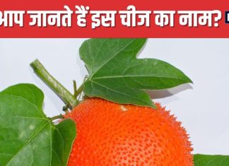 दिखने में अजीब, लेकिन औषधीय गुणों की खदान है यह हरी सब्जी ! शरीर में फूंक देती है नई जान, शुगर के लिए रामबाण