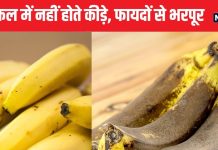 ये है इकलौता फल जो सड़-गल भी जाए तो नहीं लगते कीड़े, हेल्दी हार्ट का रामबाण इलाज, खाते ही शरीर में दौड़ जाए त्वरित एनर्जी