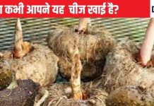 शुगर और कोलेस्ट्रॉल के लिए काल है यह भद्दी सी सब्जी, पेट का हर कोना करेगा साफ, वजन पर भी लगाता है लगाम