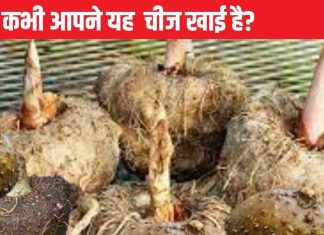 शुगर और कोलेस्ट्रॉल के लिए काल है यह भद्दी सी सब्जी, पेट का हर कोना करेगा साफ, वजन पर भी लगाता है लगाम