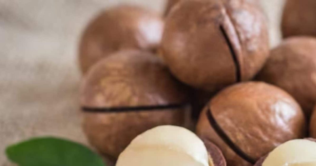 benefits of macadamia nuts for heart skin brain energy sa