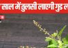 New Year 2025 Vastu Tips: नए साल पर घर की इस दिशा में लगाएं तुलसी का पौधा, हमेशा बनी रहेगी बरकत, दिखेगा चमत्कार!