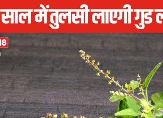 New Year 2025 Vastu Tips: नए साल पर घर की इस दिशा में लगाएं तुलसी का पौधा, हमेशा बनी रहेगी बरकत, दिखेगा चमत्कार!