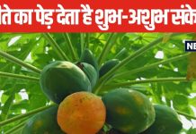 घर के सामने लगा है पपीते का पेड़? इसका होना देता है शुभ या अशुभ संकेत, जानें क्या कहता है वास्तु शास्त्र?