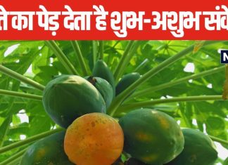 घर के सामने लगा है पपीते का पेड़? इसका होना देता है शुभ या अशुभ संकेत, जानें क्या कहता है वास्तु शास्त्र?