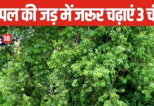 Somvati Amavasya 2024: सोमवती अमावस्या पर पीपल की जड़ में चढ़ा दें 3 चीजें, आर्थिक तंगी होगी दूर, हर काम होंगे पूरे!