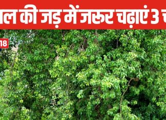 Somvati Amavasya 2024: सोमवती अमावस्या पर पीपल की जड़ में चढ़ा दें 3 चीजें, आर्थिक तंगी होगी दूर, हर काम होंगे पूरे!