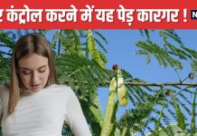 डायबिटीज के मरीजों के लिए रामबाण है यह हरा पौधा ! इंसुलिन रजिस्टेंस करेगा काम, रिसर्च में हुआ बड़ा खुलासा