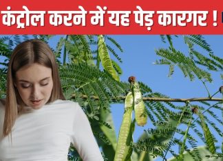 डायबिटीज के मरीजों के लिए रामबाण है यह हरा पौधा ! इंसुलिन रजिस्टेंस करेगा काम, रिसर्च में हुआ बड़ा खुलासा