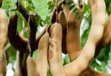 benefits of tamarind cures cold enhances brain function vitamins sa – Bharat.one हिंदी