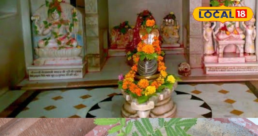 This plant is very dear to Lord Shiva, its wishes are fulfilled by offering it to Lord Shiva… Know its importance. – Bharat.one हिंदी