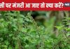 तुलसी पर आई मंजरी को तोड़ने से पहले करें ये 2 काम, सभी ग्रह दोषों से मिलेगी मुक्ति, 3 उपायों से आर्थिक तंगी होगी दूर
