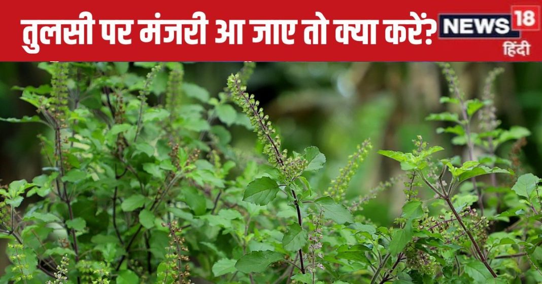 तुलसी पर आई मंजरी को तोड़ने से पहले करें ये 2 काम, सभी ग्रह दोषों से मिलेगी मुक्ति, 3 उपायों से आर्थिक तंगी होगी दूर