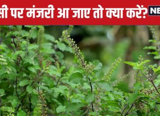 तुलसी पर आई मंजरी को तोड़ने से पहले करें ये 2 काम, सभी ग्रह दोषों से मिलेगी मुक्ति, 3 उपायों से आर्थिक तंगी होगी दूर