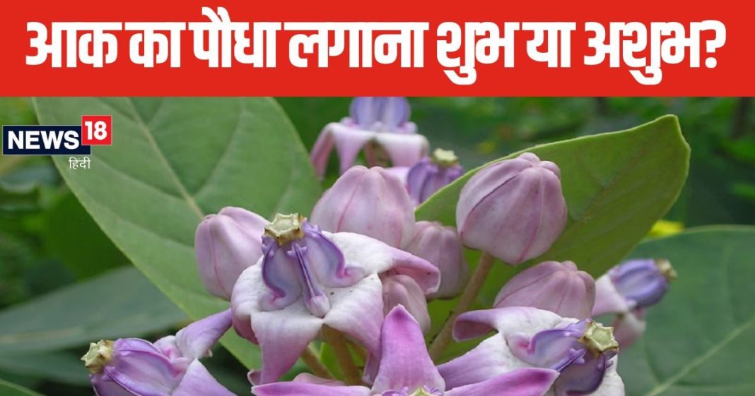 Vastu Tips: पौधे लगाने का है शौक? घर में आक लगाना चाहिए या नहीं? जानें क्या कहता है वास्तु शास्त्र