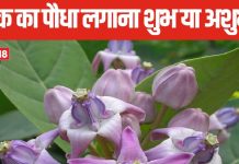 Vastu Tips: पौधे लगाने का है शौक? घर में आक लगाना चाहिए या नहीं? जानें क्या कहता है वास्तु शास्त्र