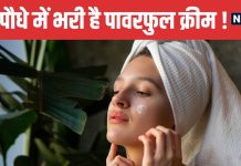 पूरा मेडिकल स्टोर है यह हरा पौधा, इसके पत्तों में भरी एंटी बैक्टीरियल ‘क्रीम’, जूस भी शरीर के लिए अमृत !