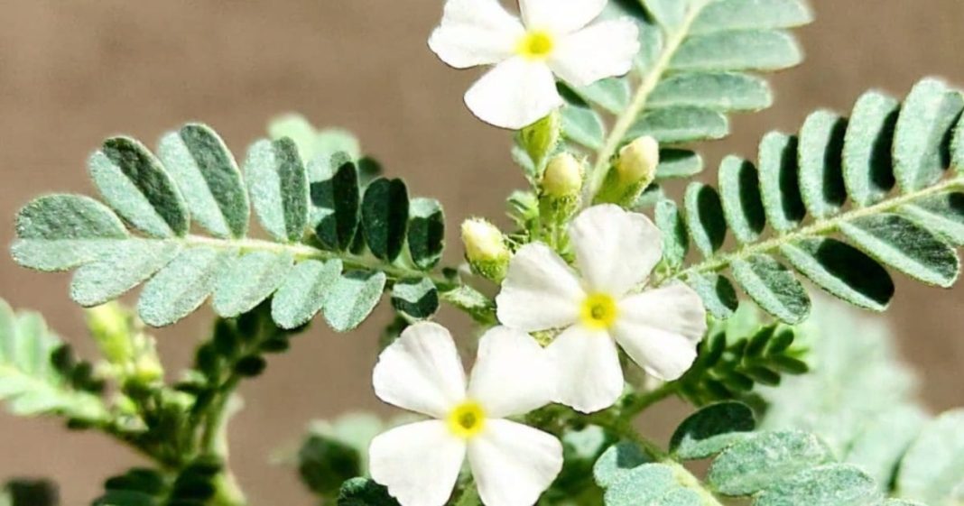 benefits of bakuchi for skin digestion teeth and digestion sa