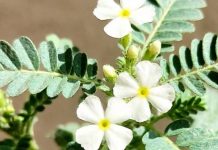 benefits of bakuchi for skin digestion teeth and digestion sa